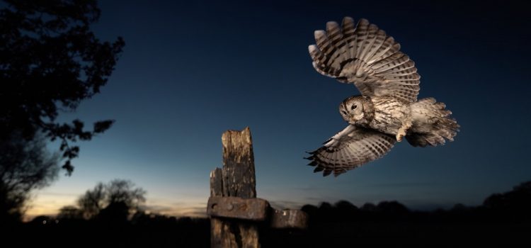 Comment huer comme un hibou en utilisant votre voix naturelle
