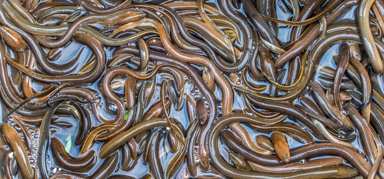 Cette anguille des marais qui respire l'air envahit tranquillement les Everglades de Floride
