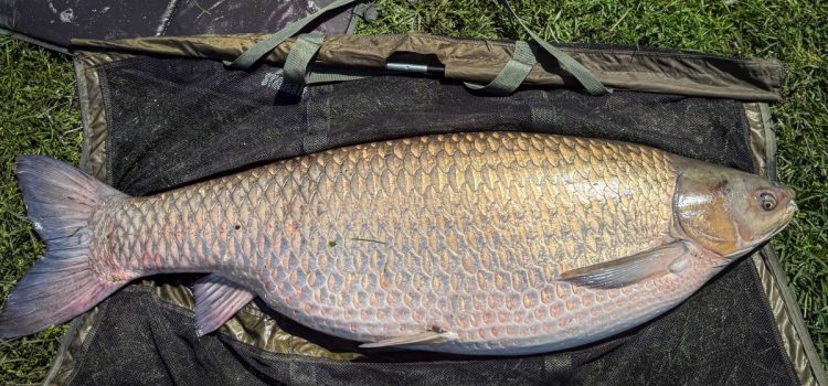Ce pêcheur a capturé une carpe record du monde dans l'étang de son quartier
