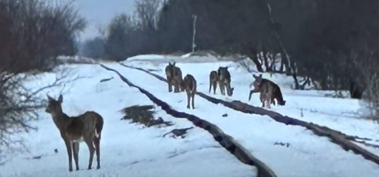 « Des cerfs morts partout. » Un déversement de maïs sur un chemin de fer du Minnesota attire plus de 100 cerfs blancs vers la mort
