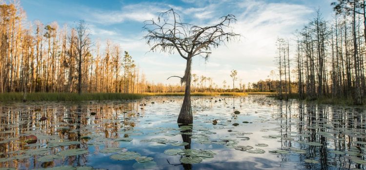 Ce marais unique de Blackwater aurait pu être une mine. C'est maintenant en train de devenir une zone de gestion de la faune
