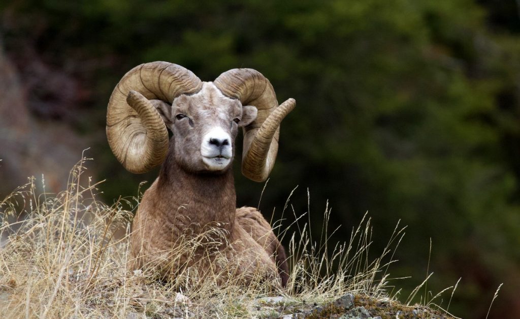 L'Oregon a trouvé une nouvelle (et intelligente) façon de financer la conservation de la faune