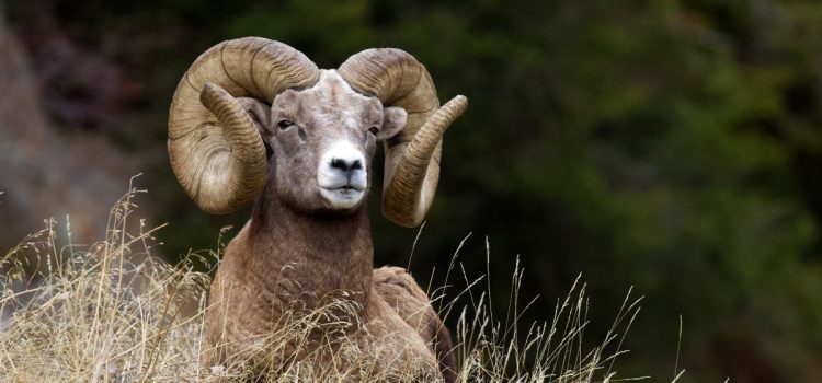 L'Oregon a trouvé une nouvelle (et intelligente) façon de financer la conservation de la faune
