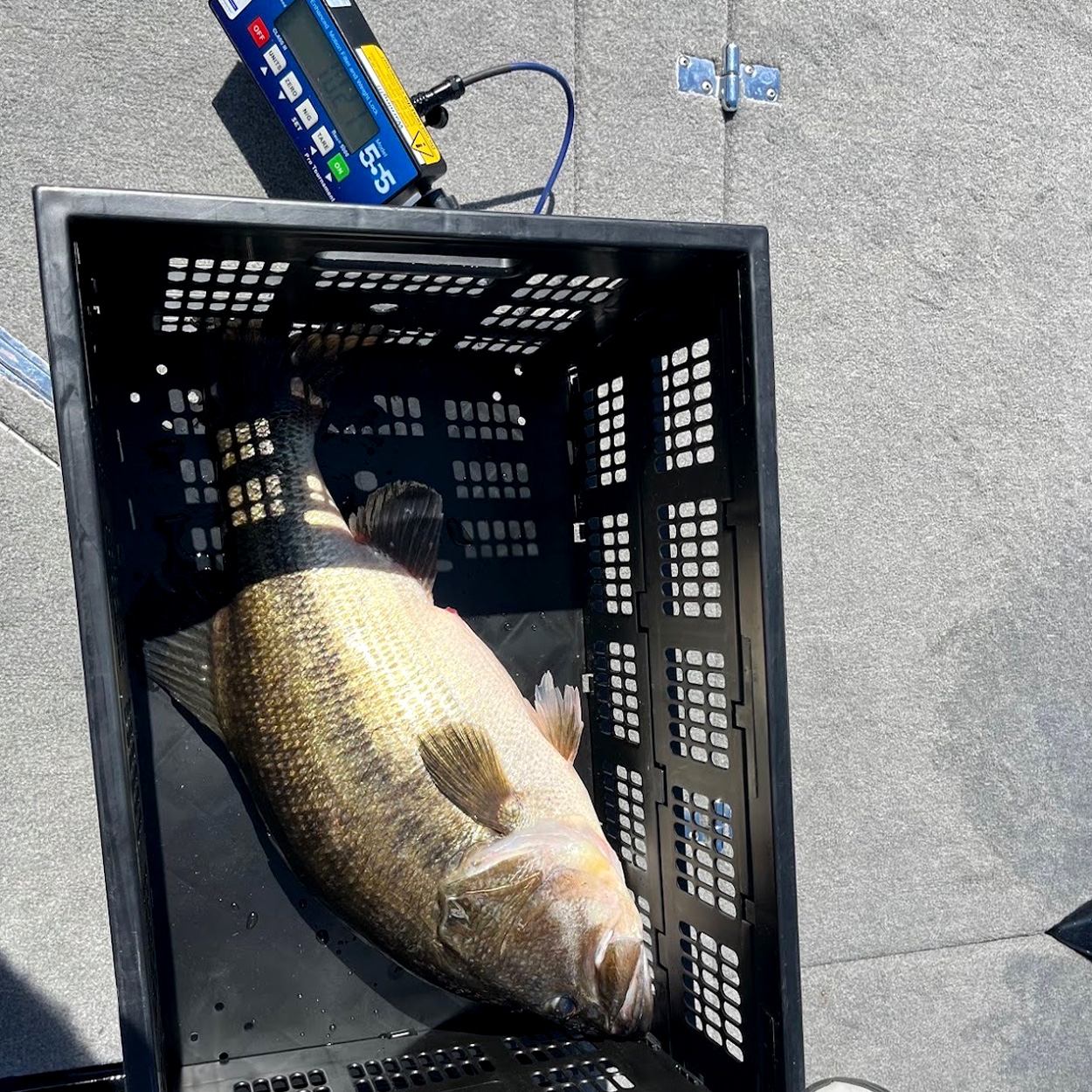 [Titre du site] «Je pensais que tout était fini.» Un adolescent remporte un tournoi de basse avec une grande bouche de 10 livres qu'il a accrochée deux fois