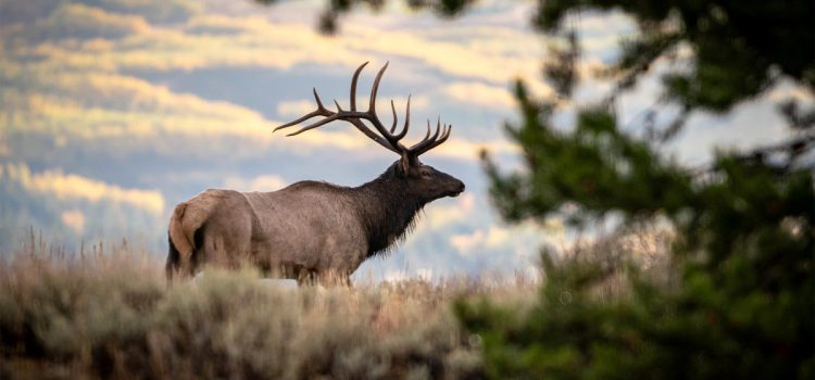 Les zones sans route offrent une chasse au wapiti 10 fois meilleure et soutiennent les meilleurs ruisseaux à truites de l’Ouest, selon une étude Les zones sans route offrent une chasse au wapiti 10 fois meilleure et soutiennent les meilleurs ruisseaux à truites de l'Ouest, selon une étude