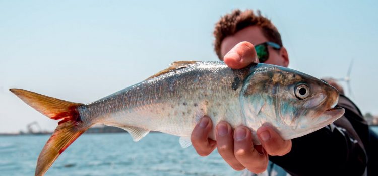 Le poisson-appât le plus important de l’océan vous mènera rapidement au poisson de votre vie Le poisson-appât le plus important de l'océan vous mènera rapidement au poisson de votre vie