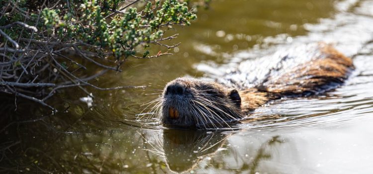 Le Service des parcs nationaux se tourne vers des chasseurs bénévoles dans le cadre d’un « changement de politique majeur » par rapport aux entrepreneurs coûteux Le Service des parcs nationaux se tourne vers des chasseurs bénévoles dans le cadre d'un « changement de politique majeur » par rapport aux entrepreneurs coûteux