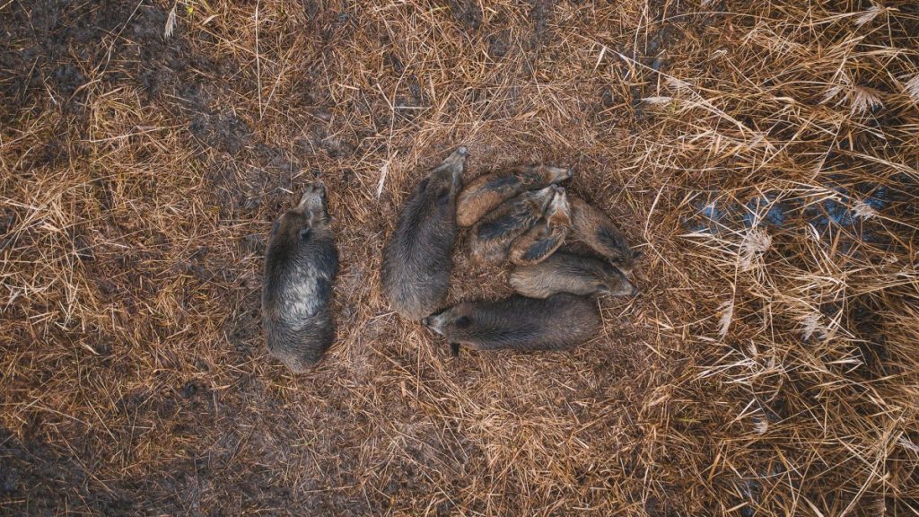 La Géorgie met tout en œuvre pour contrôler les porcs sauvages en légalisant les drones et en assouplissant les règles de licence
