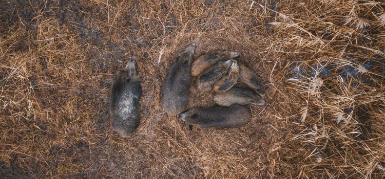 La Géorgie met tout en œuvre pour contrôler les porcs sauvages en légalisant les drones et en assouplissant les règles de licence
