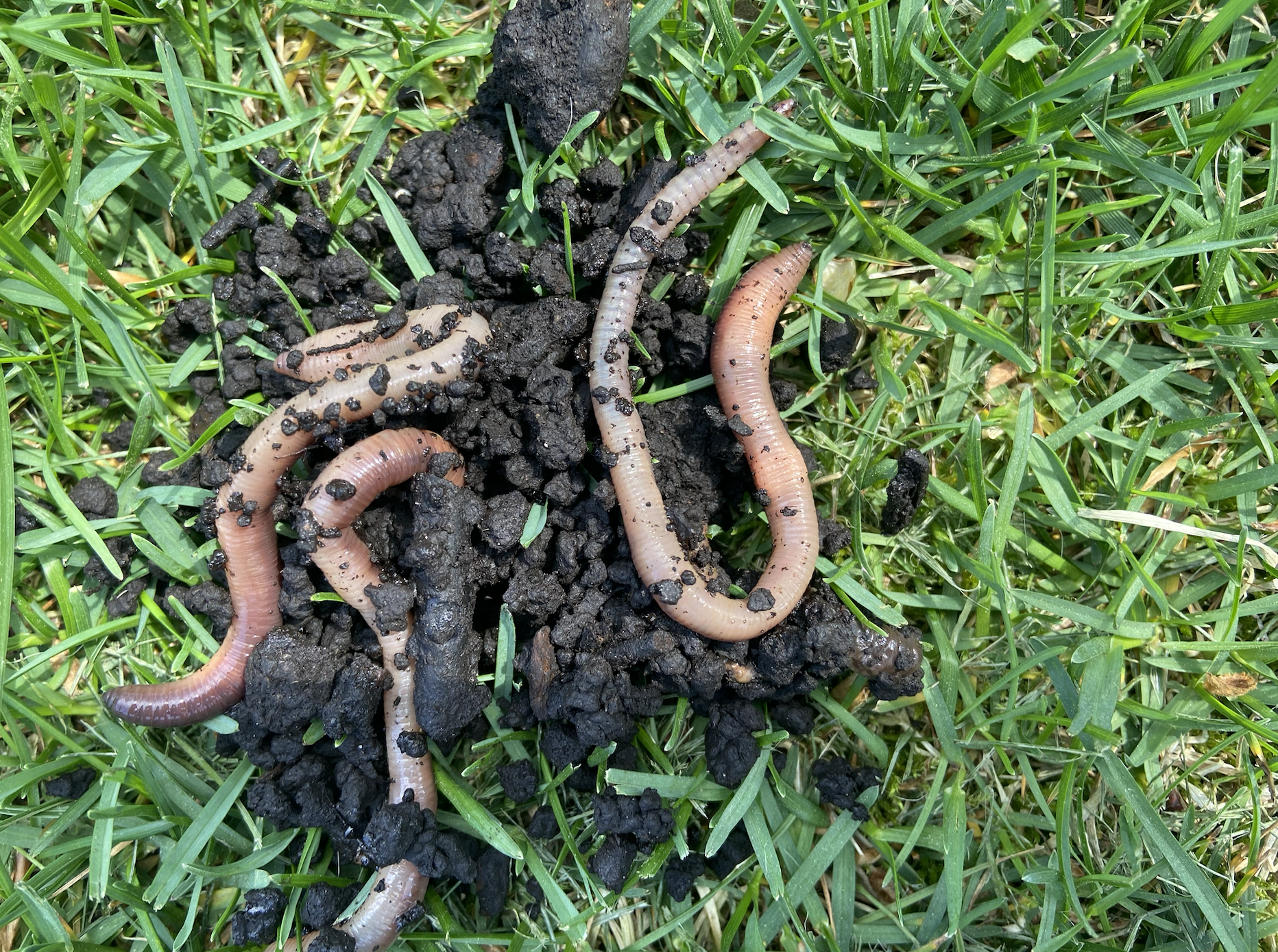 [Titre du site] Comment attraper des Nightcrawlers pour des appâts vivants DIY