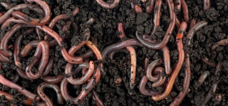Comment attraper des Nightcrawlers pour des appâts vivants DIY
