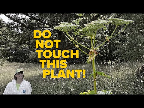 [Titre du site] Ce qu'il faut savoir sur la berce du Caucase, la mauvaise herbe nuisible qui provoque des brûlures chimiques