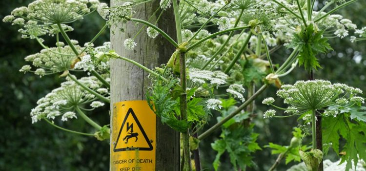 Ce qu'il faut savoir sur la berce du Caucase, la mauvaise herbe nuisible qui provoque des brûlures chimiques
