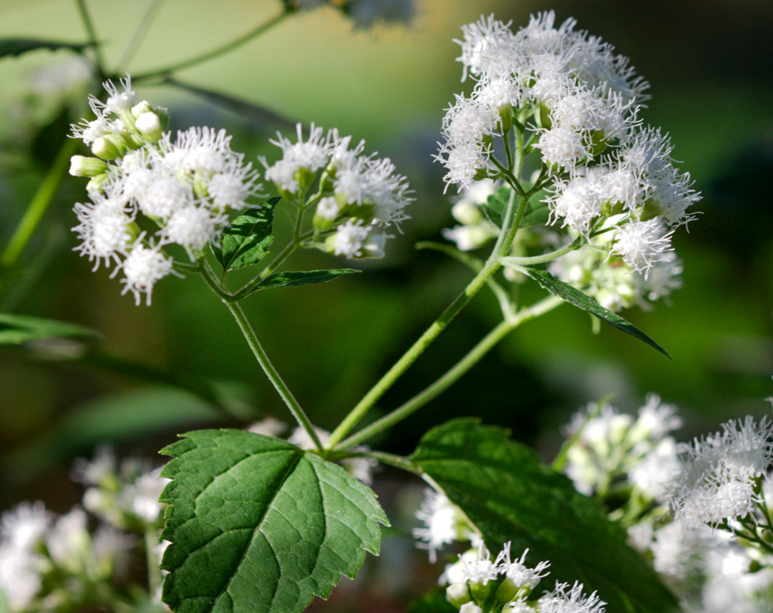 [Titre du site] Ce sont les 12 plantes les plus dangereuses qui se cachent à la vue de tous. Combien pouvez-vous en identifier ?