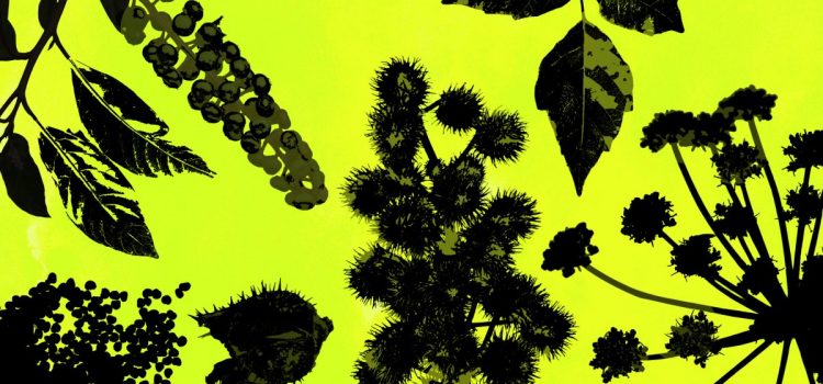 Ce sont les 12 plantes les plus dangereuses qui se cachent à la vue de tous. Combien pouvez-vous en identifier ?
