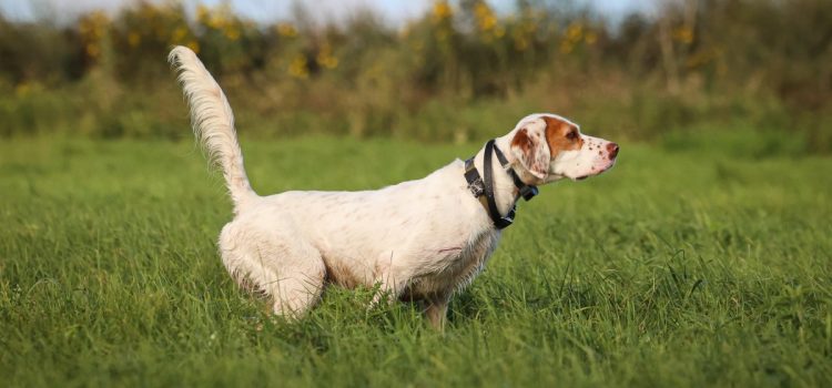 Une disposition sournoise sur les droits des animaux dans le projet de loi agricole rendrait impossible le dressage de votre chien de chasse

