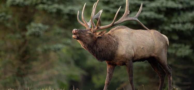 Le commissaire à la faune de l'Idaho, accusé de braconnage d'élans et d'intrusion, déclare qu'il « reportera volontairement » ses fonctions
