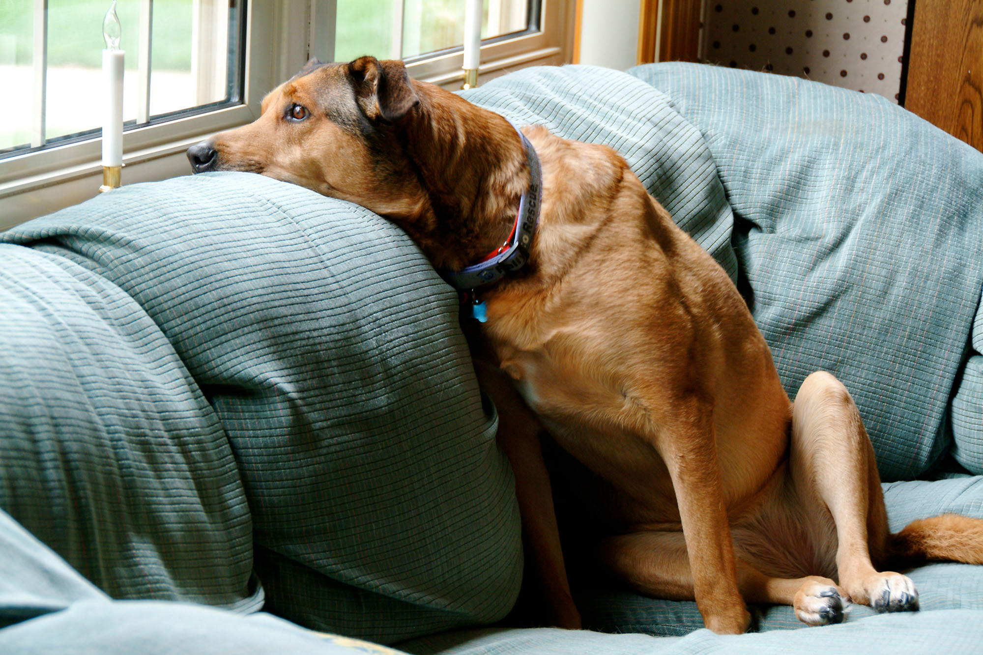 [Titre du site] Comment transformer un sauvetage, un laboratoire Couch-Potato ou un chiot hors race en chien de chasse