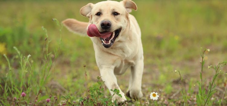 Comment transformer un sauvetage, un laboratoire Couch-Potato ou un chiot hors race en chien de chasse
