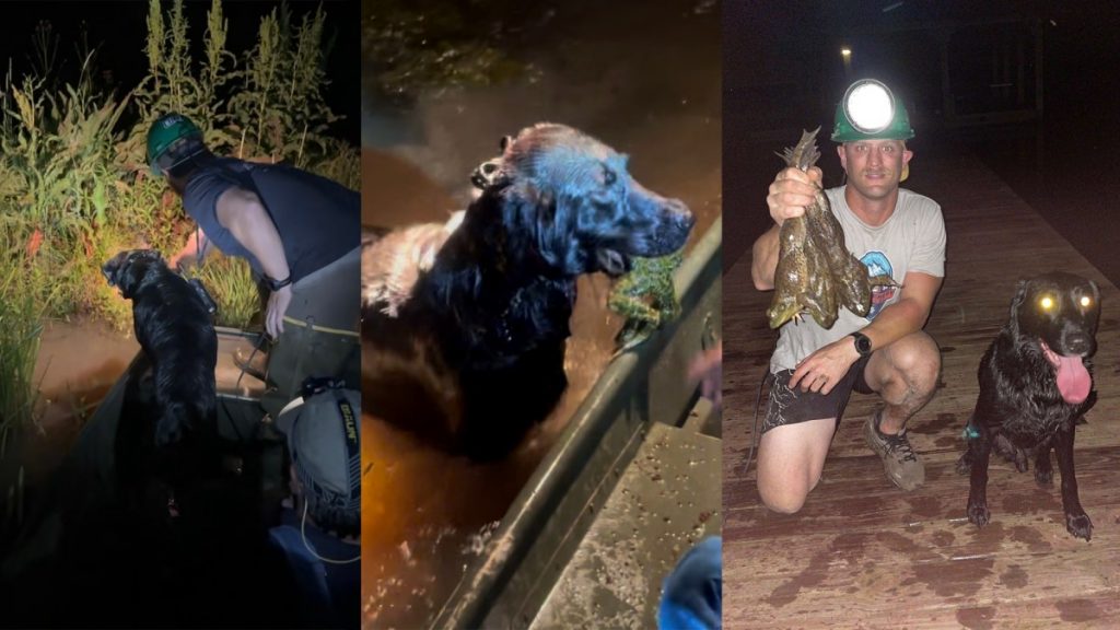 Rencontrez Juice, le laboratoire de 7 ans de Louisiane qui récupère des ouaouarons