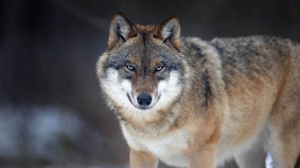 Un loup vient d'attaquer une femme en Allemagne. Elle l'avait pris pour un chien coincé dans un centre commercial