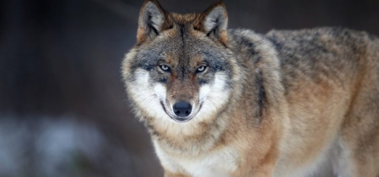 Un loup vient d'attaquer une femme en Allemagne. Elle l'avait pris pour un chien coincé dans un centre commercial
