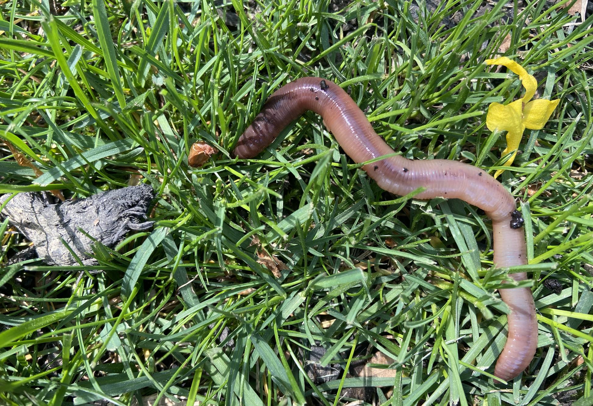 [Titre du site] Comment attraper des Nightcrawlers pour des appâts vivants DIY