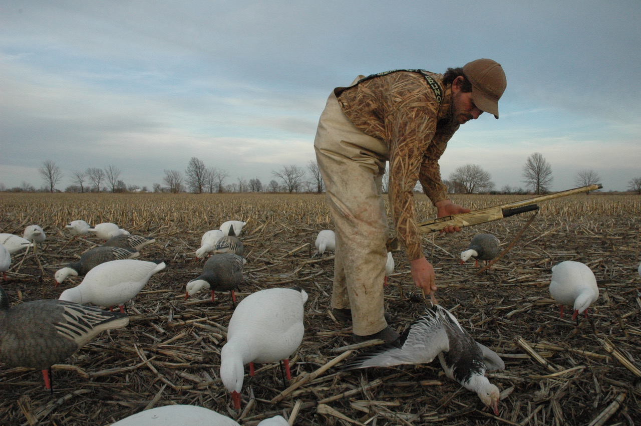 [Titre du site] Où chasser les oies des neiges de printemps : ce sont vos meilleurs paris pour les chasses DIY et guidées
