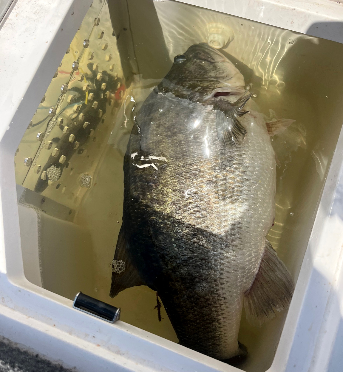 [Titre du site] "Un vrai rodéo." Un pêcheur décroche une basse de 14 livres après un combat sauvage