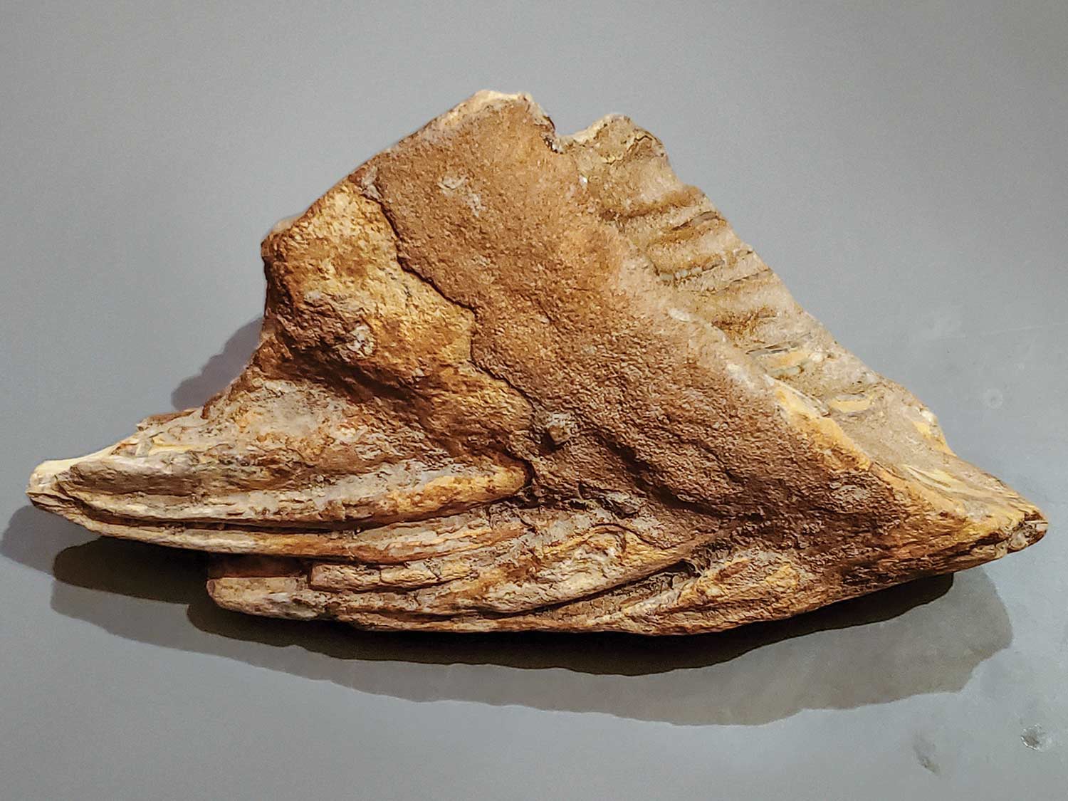 [Titre du site] 5 choses sauvages que nous avons trouvées en pêchant dans les rivières