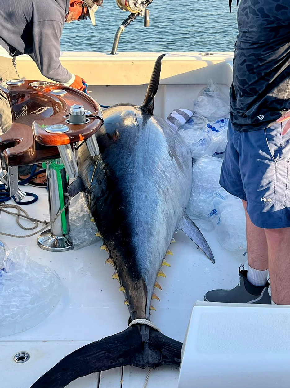 [Titre du site] C'est officiel : ce thon gigantesque est le plus gros thon rouge jamais pêché au Texas