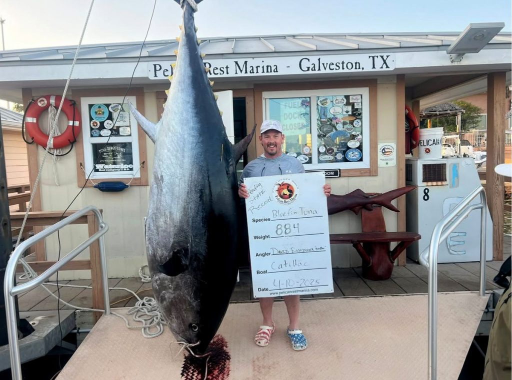 C'est officiel : ce thon gigantesque est le plus gros thon rouge jamais pêché au Texas