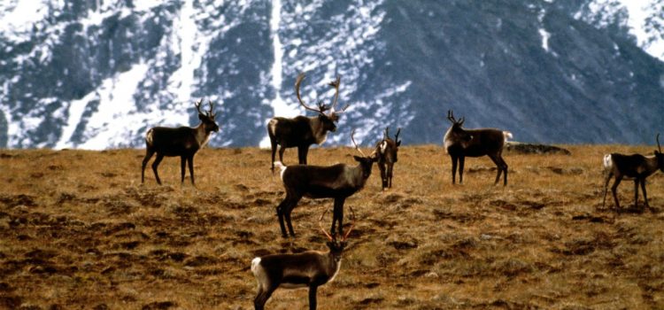 Si les entreprises peuvent être considérées comme des « personnes », pourquoi pas un troupeau de caribous ?
