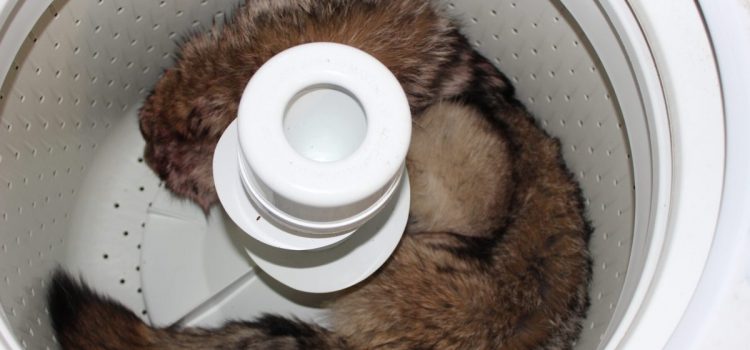 Comment nettoyer une peau de coyote dans la machine à laver
