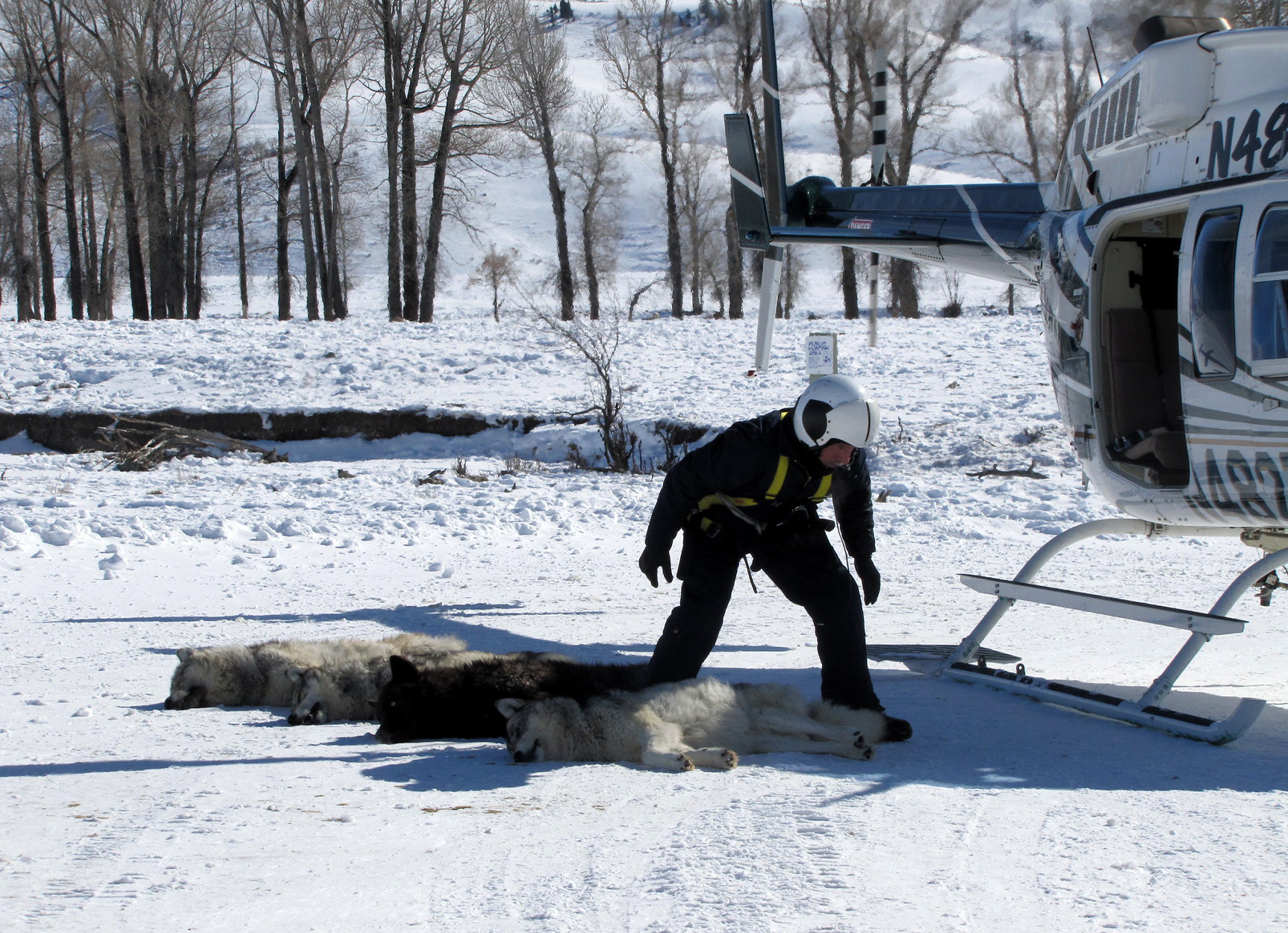 [Titre du site] La moitié des loups réintroduits du Colorado sont morts. Le programme peut-il survivre encore un an ?