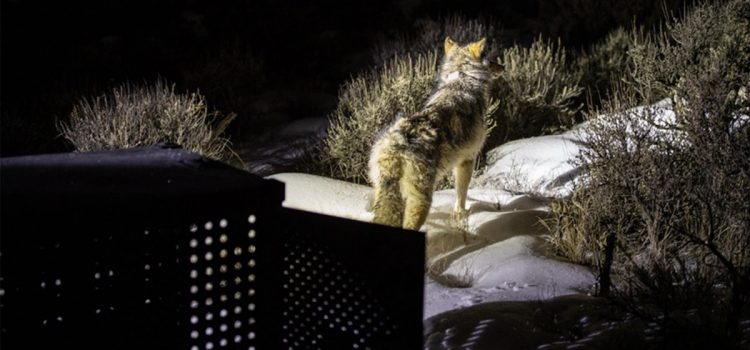 La moitié des loups réintroduits du Colorado sont morts. Le programme peut-il survivre encore un an ?
