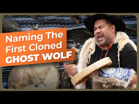 [Titre du site] Le Texas s'efforce de sauver ses « loups fantômes » restants, qui portent un ADN disparu