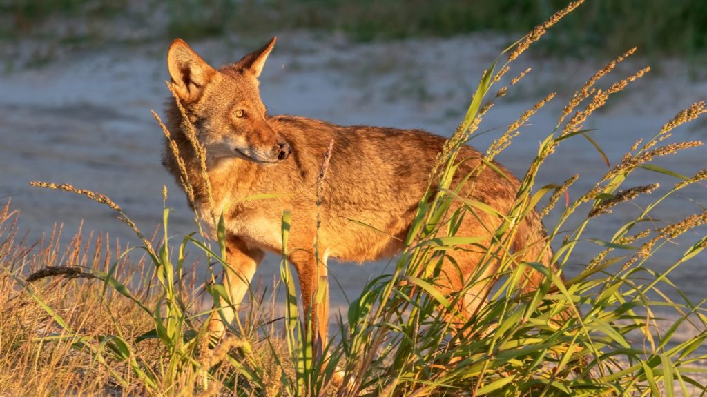 Le Texas s'efforce de sauver ses « loups fantômes » restants, qui portent un ADN disparu