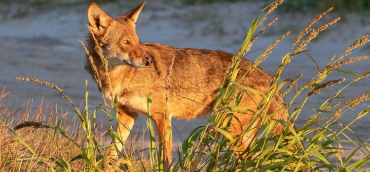 Le Texas s'efforce de sauver ses « loups fantômes » restants, qui portent un ADN disparu
