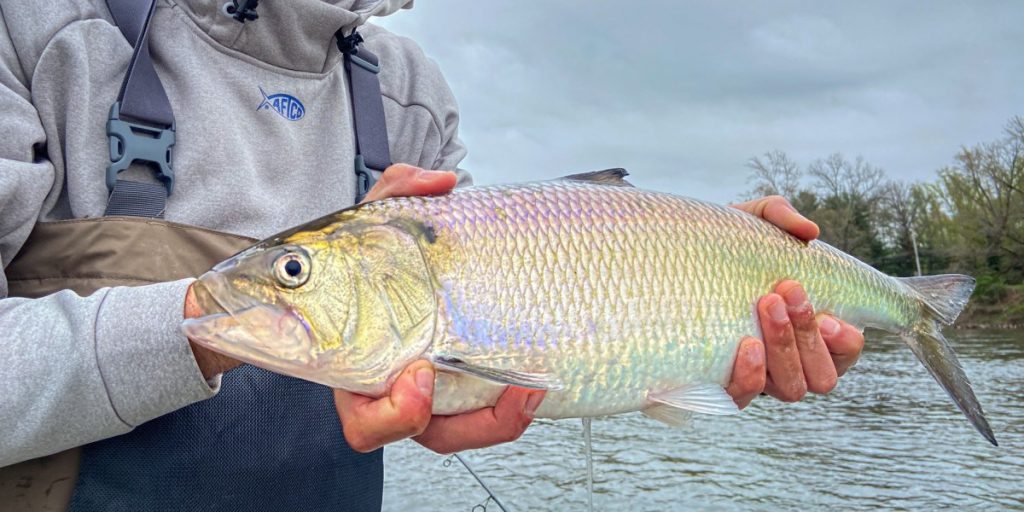 Podcast Quick Strike : La cuillère secrète pour attraper le gros alose