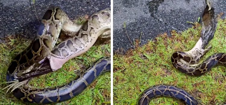 Cette séquence d'un serpent qui vomit est un rappel grossier de la raison pour laquelle le contrôle des pythons est si important

