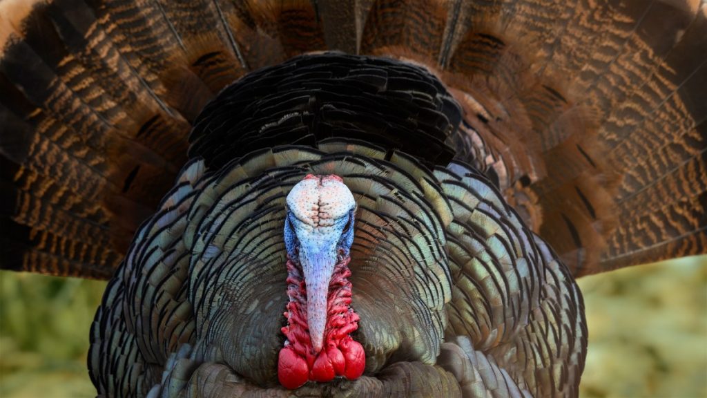 Cette vidéo virale montre le côté laid de la récolte de dindes. Il est temps de reconsidérer notre culture de chasse au dindon