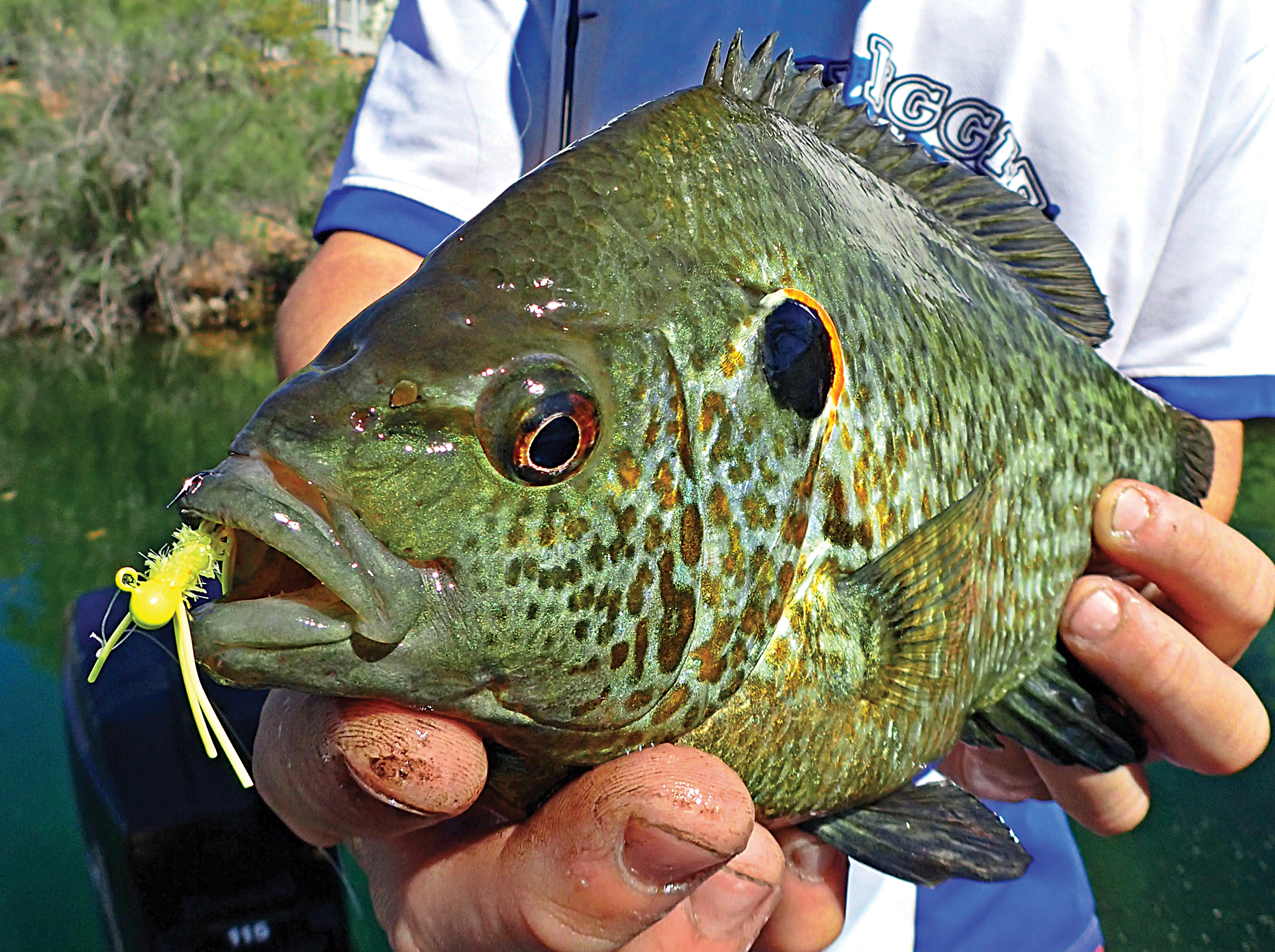[Titre du site] Comment attraper de plus gros crapets bleus ce printemps