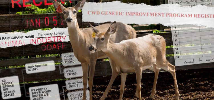 Un autre cerf élevé dans un enclos vient d'être relâché dans l'Oklahoma. Les responsables ne savent pas exactement où
