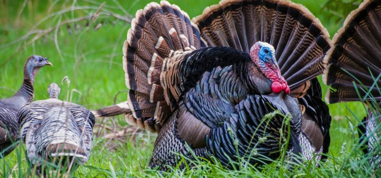 Tactiques agressives d’appel de dinde pour ces 6 scénarios de chasse
