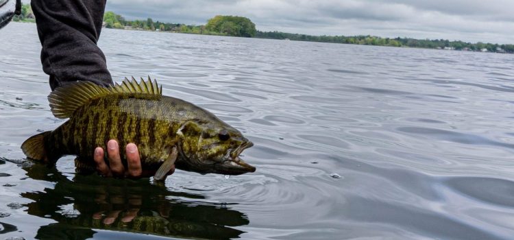 Comment pêcher le Neko Rig, l'une des meilleures façons d'attraper du gros bar
