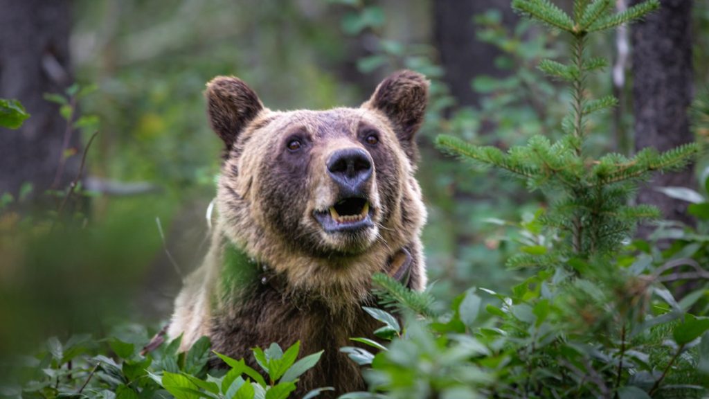 2 soldats ont été attaqués par un ours en Alaska. Le spray anti-ours « aurait pu leur sauver la vie »