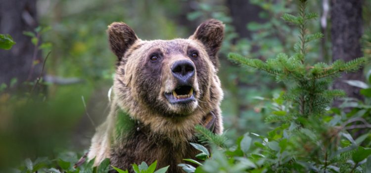2 soldats ont été attaqués par un ours en Alaska. Le spray anti-ours « aurait pu leur sauver la vie »

