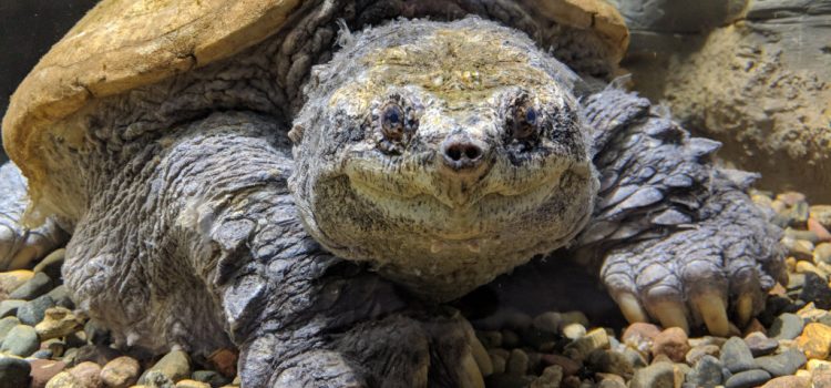 Big Snap Daddy, la plus grande tortue serpentine du monde, est décédée. Il a fait une bonne course Big Snap Daddy, la plus grande tortue serpentine du monde, est décédée. Il a fait une bonne course