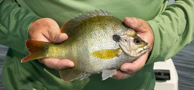 4 activités de pêche estivales abordables que tout le monde peut faire 4 activités de pêche estivales abordables que tout le monde peut faire
